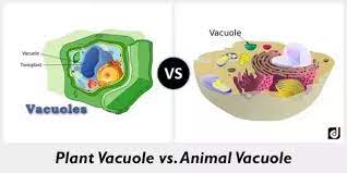 Some of these include a cell wall, a large vacuole, and V A C U O L E Stairs Design Blog