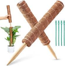 As the plants grow, the pole becomes completely covered in lush, healthy foliage. Amazon Com 32in Moss Plant Stick 2 Pack 16in Moss Coir Totem Pole For Pothos Indoor Plant Stake Small Moss Pole For Monstera And Climbing Indoor Plants 4 Plant Wrap Ties Included