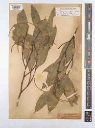 Image result for Klainedoxa