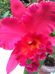 Read reviews, view photos, see special offers, and contact flowers etc directly on the knot. Cattleya Orchid The Flower From Colombiana The Movie Such A Pretty Flower Orquideas Orquideas Roxas Orquideas Cymbidium