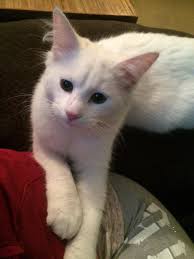 Missing person in South Goshen near Parkside Elementary