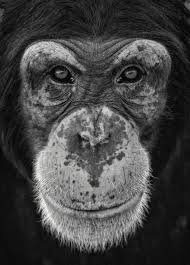 Black And White Monkey Pictures Cute Pin By Enes On Prva Daska Animals Black And White Monkey Photography Animals Beautiful