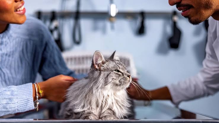 How Often Should You Take a Cat to the Vet? - GoodRx