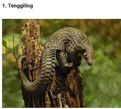 Sejak tahun 2015, laporan mengatakan yang populasi harimau malaysia didapati merosot sehingga 50 peratus dalam tempoh sedekad yang lepas. 13 Spesies Haiwan Paling Pertanian Penternakan Facebook