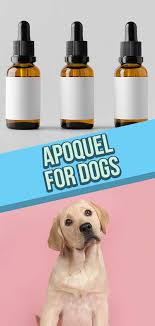 apoquel for dogs a guide to apoquel uses side effects and