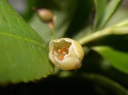 Image result for Pentaphylacaceae