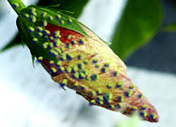 Hibiscus has yellow leaves with black spots. Hibiscus Care Hibiscus Doctor