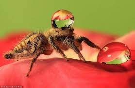 Learn more about these tiny bugs below.and while you're at it, learn how to deal with fruit flies, moths, and spider mites in your home as. Sometimes Jumping Spiders Wear Water Droplets As Hats Jumping Spider Silly Photos Water Hat