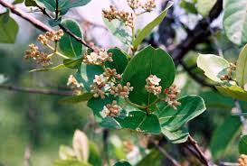 Image result for Psorospermum febrifugum