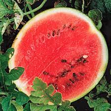 Maybe you would like to learn more about one of these? Sugar Baby Watermelon Gurney S Seed Nursery Co