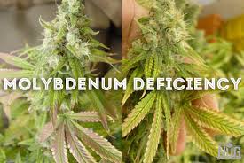 Diagnose Your Sick Marijuana Plants The Nug