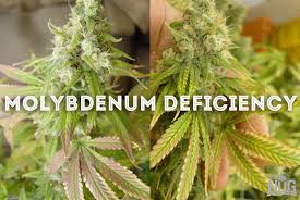 Diagnose Your Sick Marijuana Plants The Nug