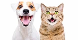 8 am to 9 am, pick up by 12 pm. Pet Industry Sales In 2020 Surpass 100 Billion For First Time Supermarket News