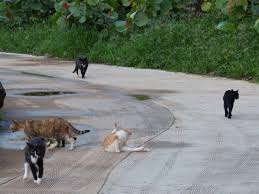 Learn more about the likely causes of the swelling and what you can do about it. Four Compelling Reasons Cats Need To Be Indoors Getting More On The Ground