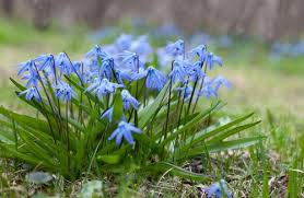 Image result for Scilla
