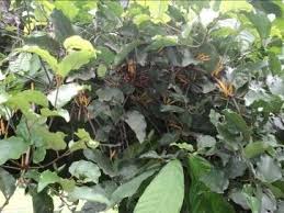 Image result for Phragmanthera capitata