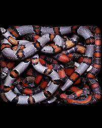 Image result for Anagallis serpens