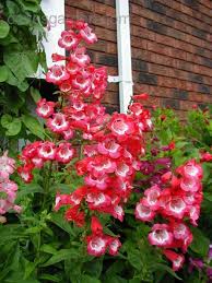 Image result for Penstemon hartwegii