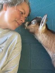 I finally got my goats! It's a dream come true! Just wanted to share!