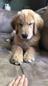 No More Boops Dog Cute Dogs And Puppies Cute Dogs Puppies