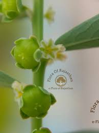 Image result for Phyllanthus mendesii