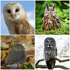 18 owl species with irresistible faces mnn mother nature