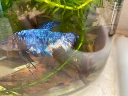 Pin On Betta Fish