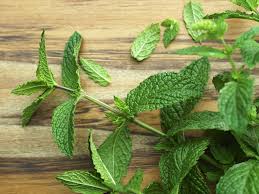 The term mint is an umbrella term for the mentha plant family that includes spearmint, peppermint. What Is Mint And How Is It Used