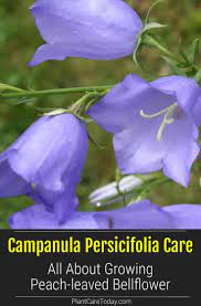 Campanula Persicifolia Care Growing Peach Leaved Bellflower Bellflower Campanula Bellflower Plant