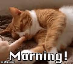 Video Good Morning Yumoristicheskie Video Milye Kotiki Koshki