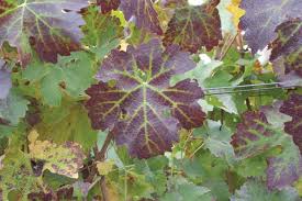 Image result for Grapevine leafroll virus