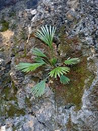 Image result for Actiniopteris semiflabellata