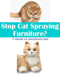 Some plants give off smells that cats dislike. 19 Brilliant How To Stop Cat From Spraying Urine