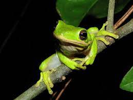 Check spelling or type a new query. Green Treefrog Care Sheet Reptiles Magazine