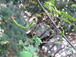 Image result for Ormocarpum