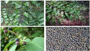 Image result for Embelia