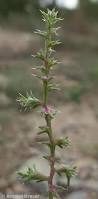 Image result for Salsola kali