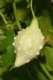 Image result for Eureiandra sp. A