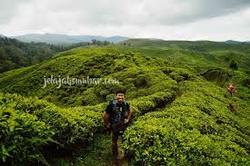 Perkebunan teh nirmala memiliki luas lebih lebih dari 900 ha atau sekitar dari 11% dari total luas desa wisata malasari, berada pada ketinggian 1200 s.d 1900. Perkebunan Teh Nirmala Sebuah Enklave Di Taman Nasional Gunung Halimun Salak Jelajah Sumbar