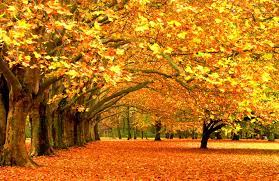Beautiful Autumn Leaves Autumn Scenery Autumn Nature Autumn Scenes