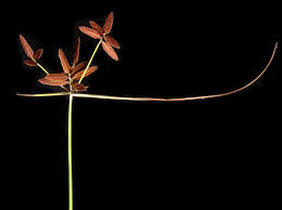 Image result for Pycreus fibrillosus