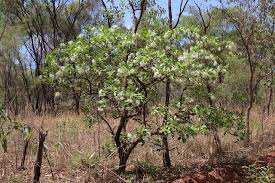 Image result for Pavetta uniflora