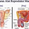 Ginjal ( ren ) kanan dan kiri ureter kanan dan kiri vesika urinaria ( blaast ) uretra struktur… Https Encrypted Tbn0 Gstatic Com Images Q Tbn And9gcs 1k1 Luh8fj0gnqnjiakxlff5mrpsgyc1ax8zyx33zil0hlys Usqp Cau