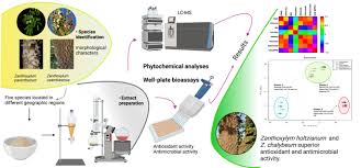 Image result for Zanthoxylum usambarense