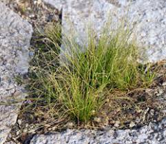 Image result for Isolepis sp.no.1