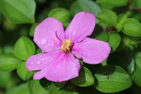 Image result for Dissotis multiflora