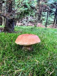Image result for Boletus projectelloides