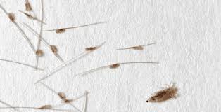 Image result for lice vs nits