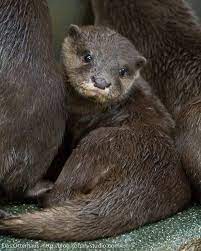 Japanese Otters Cute Asian Small Clawed Otter Otters Cute Otter Love Otters
