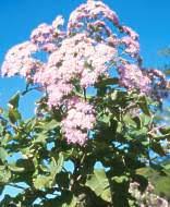 Image result for Vernonia glabra